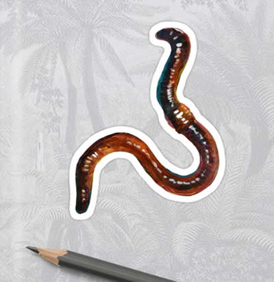 Sticker ver de terre - Robert PHELPS